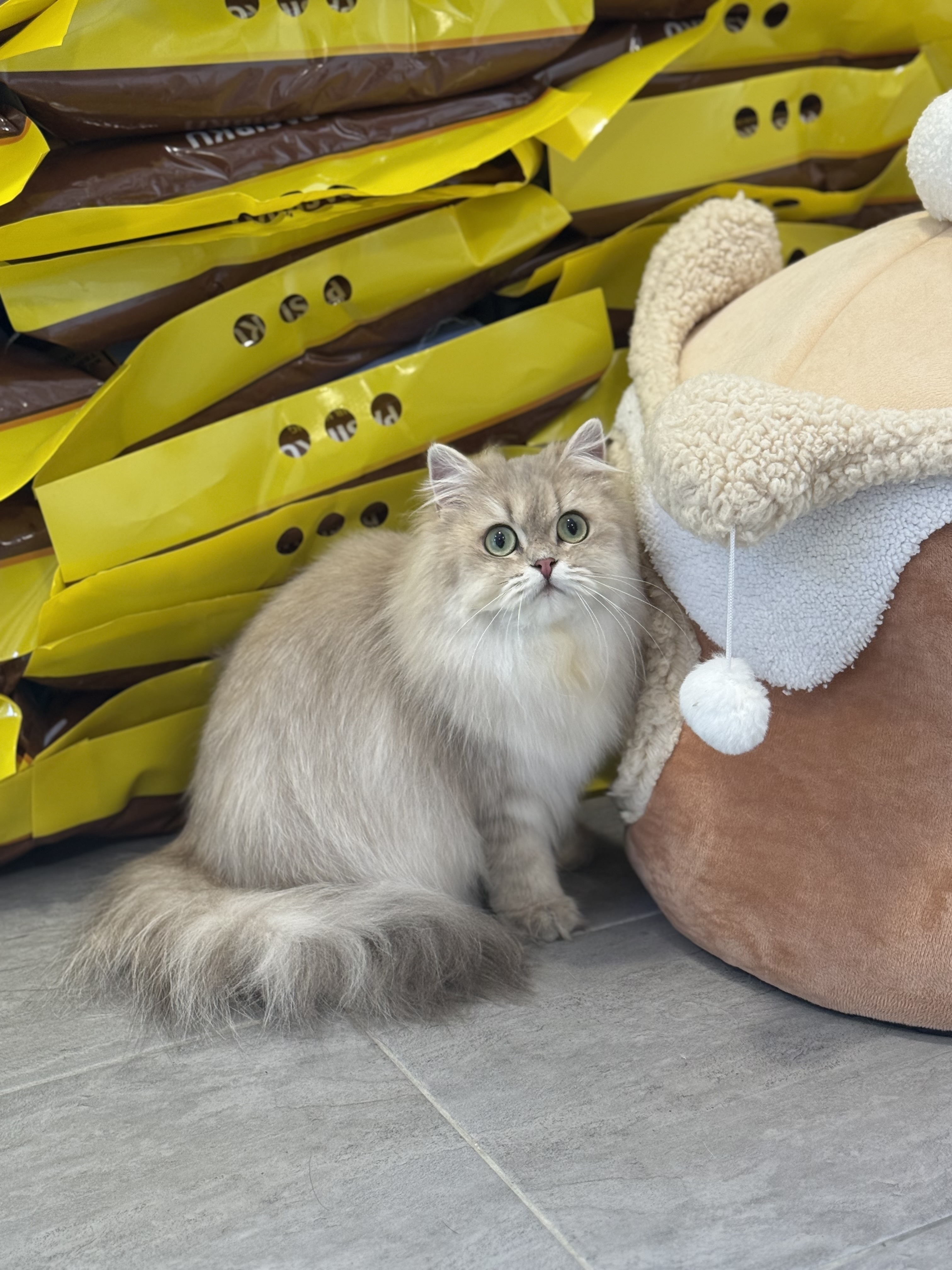 Bubblebliss Anya of Aurora Blooms